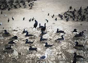 Cormorants on a Rocky Shore in Big Sur