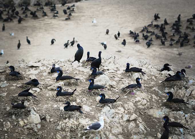 Cormorants on a Rocky Shore in Big Sur