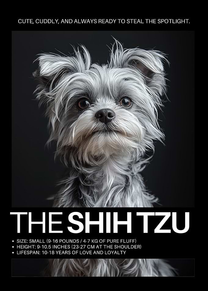 Beautiful Shih Tzu Dog Portrait