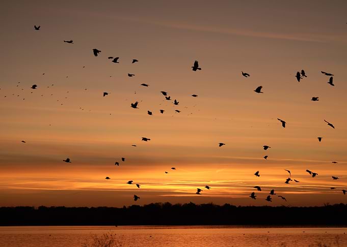 Birds Flying at Sunset