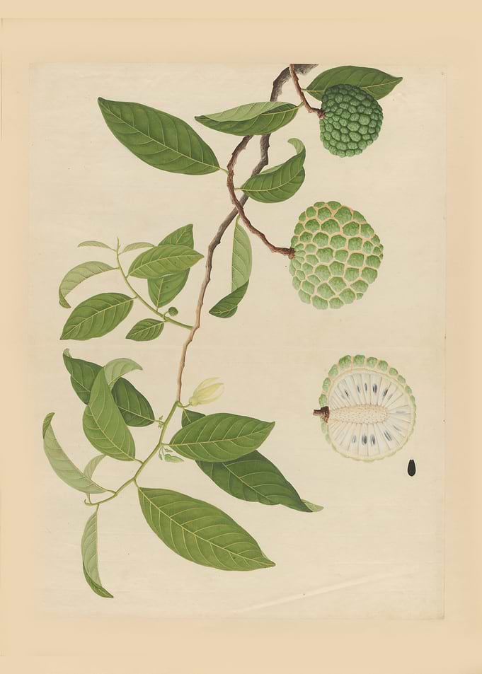 Custard Apple Branch Illustration