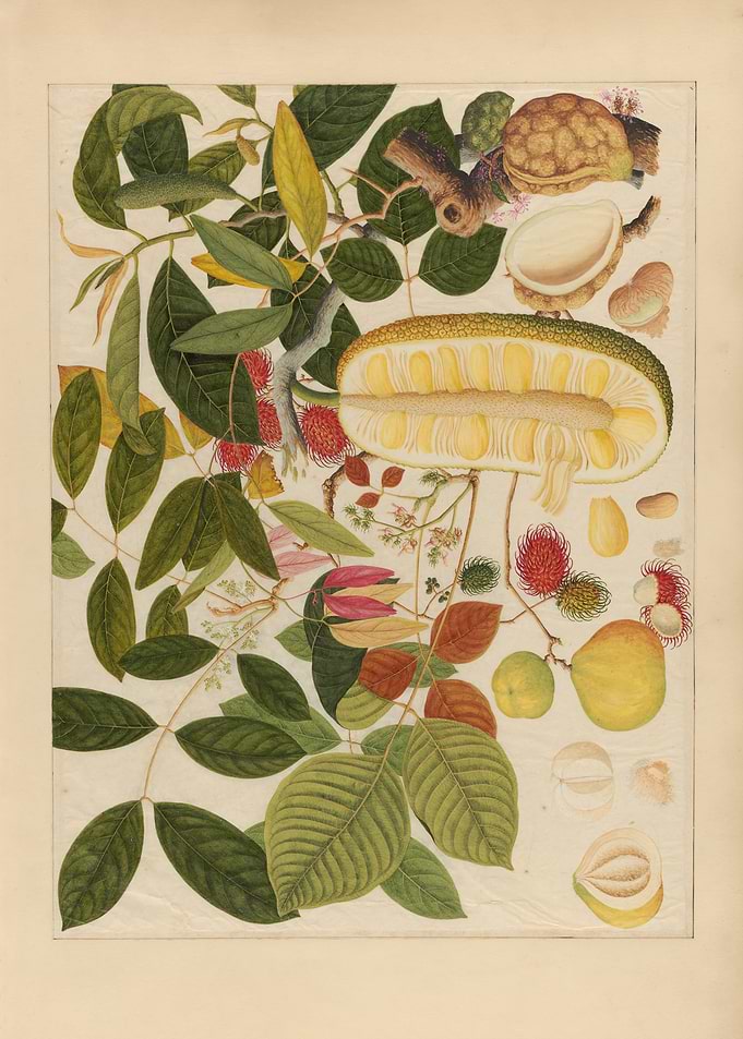 Tropical Fruit Illustration Jackfruit, Rambutan & Guava