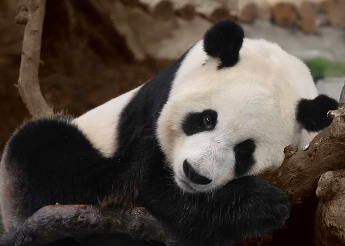 Sleeping Panda