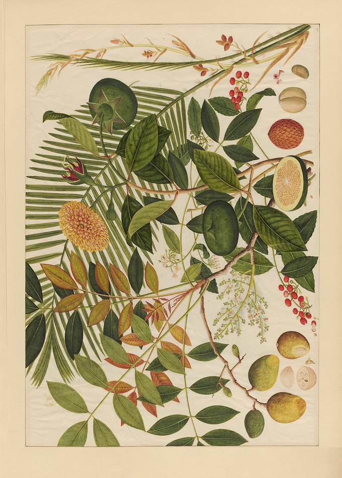 Botanical Illustration of Fruits