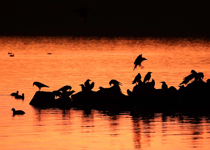 Silhouetted Birds at Sunset