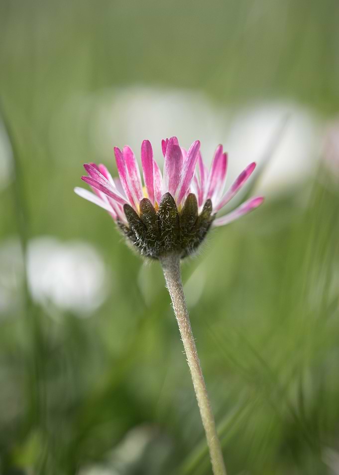 Pink Daisy Close-Up