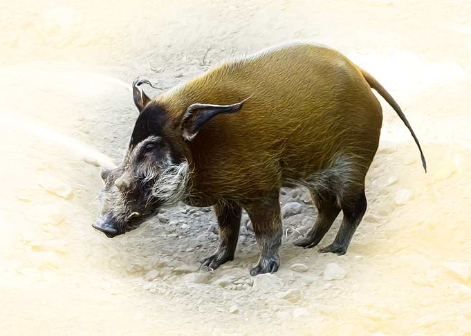 Red River Hog