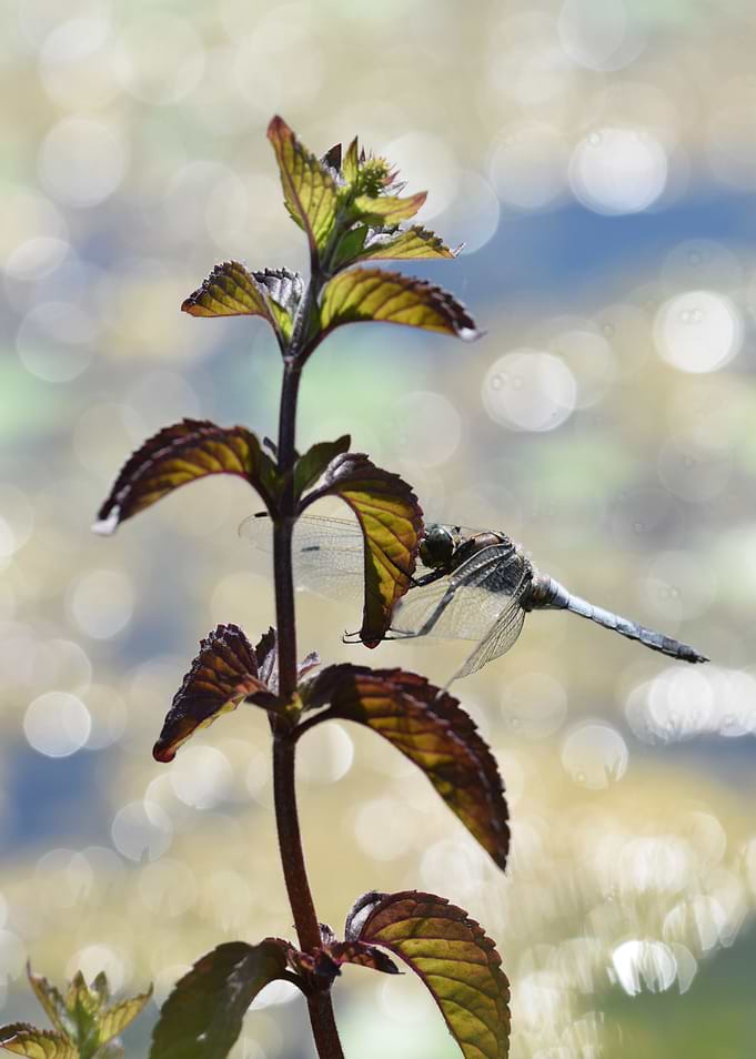Dragonfly on a Plant