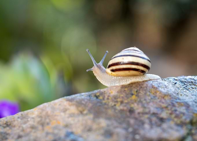 Snail on Rock
