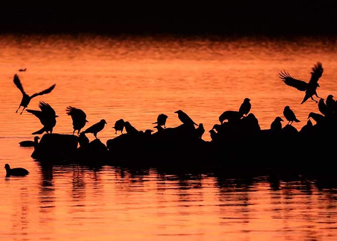 Silhouetted Birds at Sunset