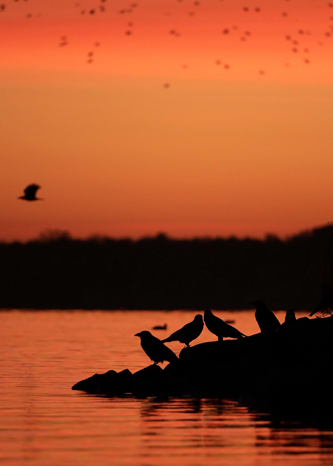 Silhouettes at Sunset