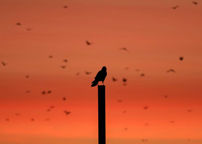 Silhouette of a Bird at Sunset