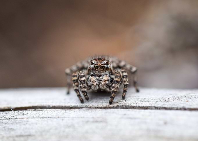 Jumping Spider Close-Up