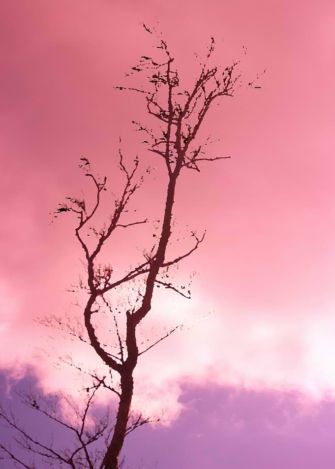 Silhouetted Tree Against Pink Sky
