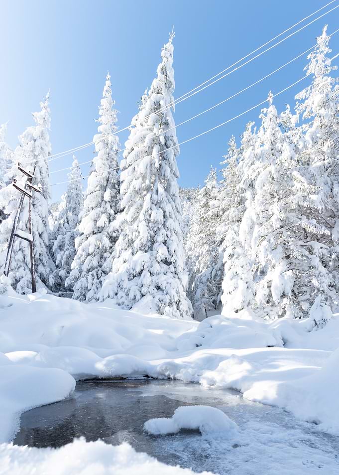 Winter wonderland