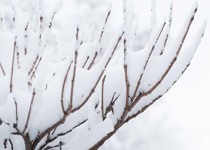 Winter's Gentle Embrace