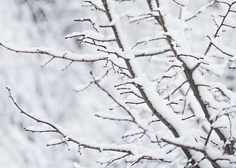 Winter's Touch