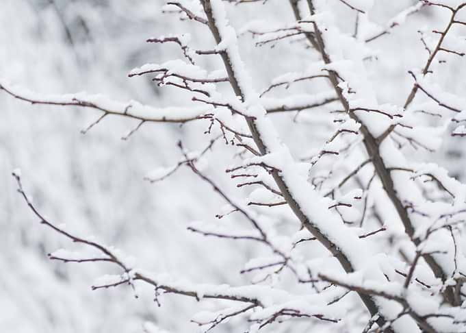 Winter's Touch
