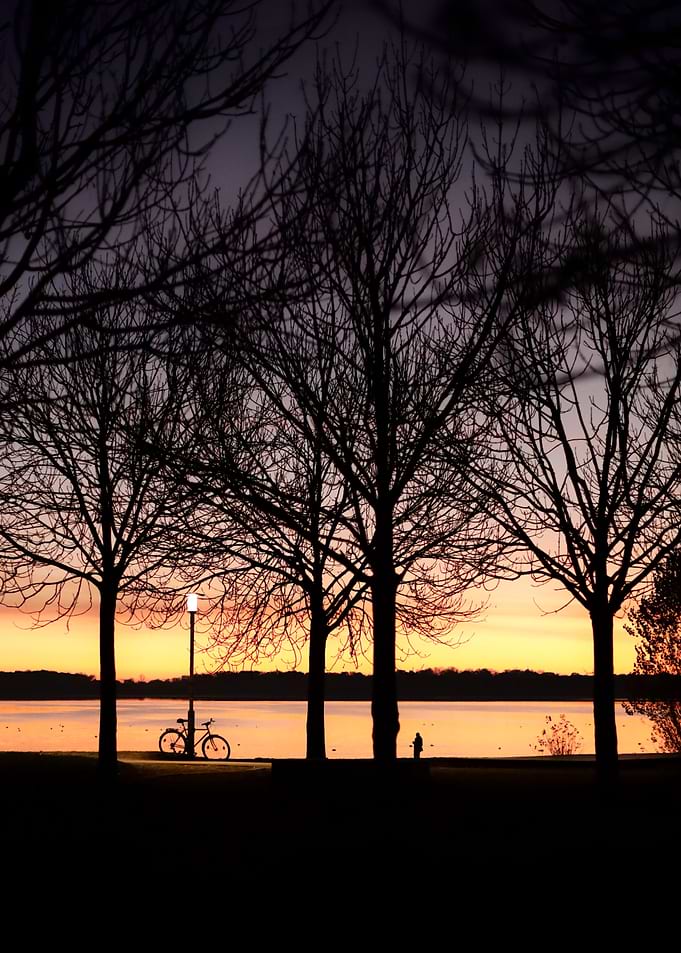 Silhouetted Trees at Sunset
