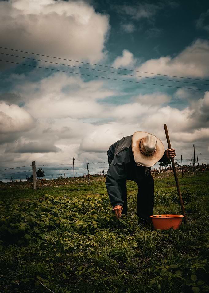 Farmer Harvesting in Field
