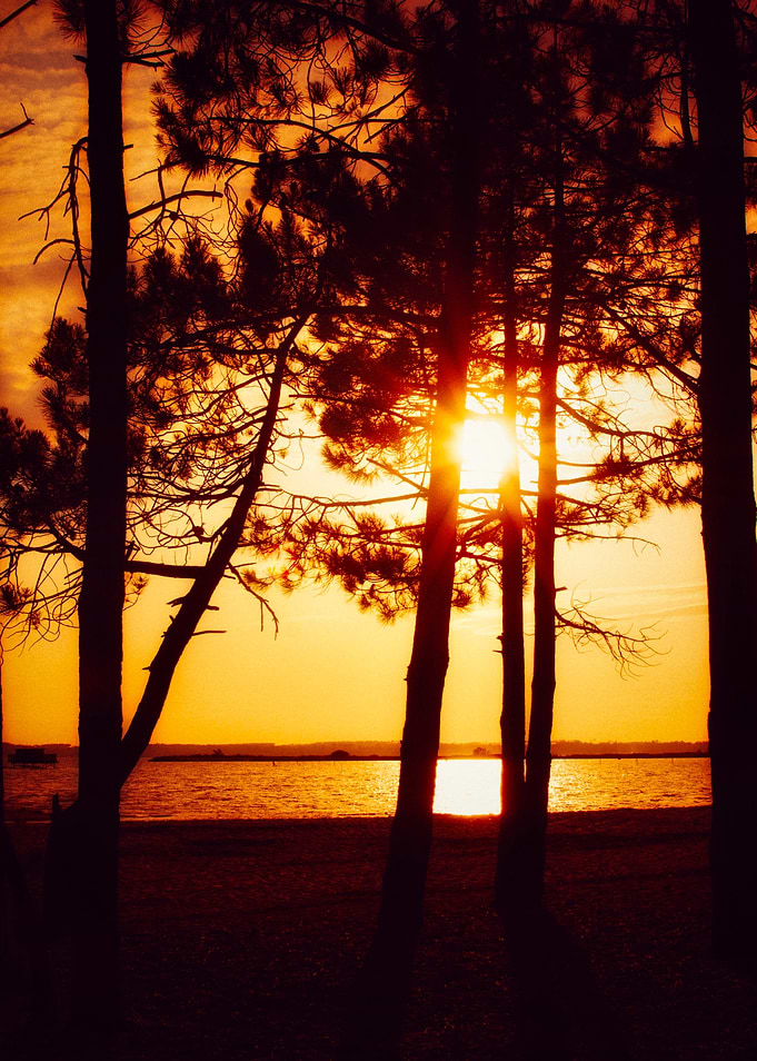 The pines at sunset