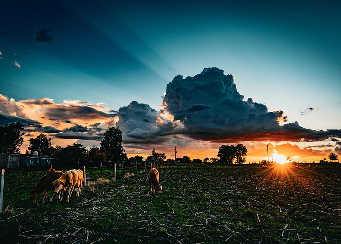 Sunset Over Field with Cows