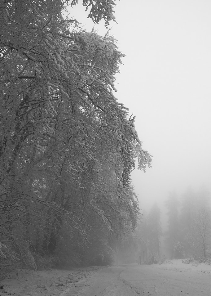 Snowy Forest Path in Black and White