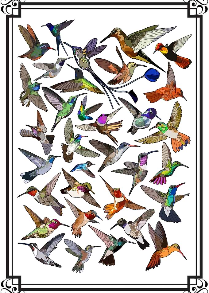 Hummingbirds of the World Collection