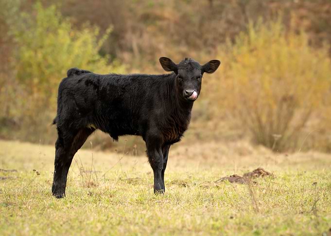 Black Calf in Field
