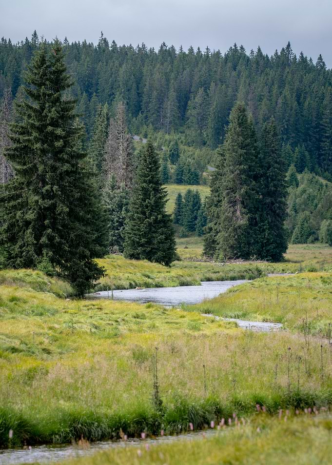 River in a Forest