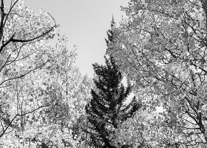 Black and White Treetops
