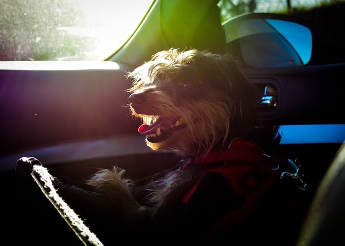 Face of Contentment