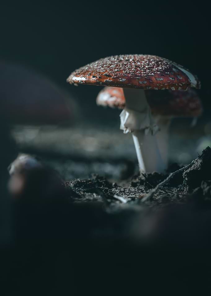 Red and White Mushroom