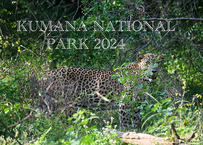 Leopard in Kumanana National Park