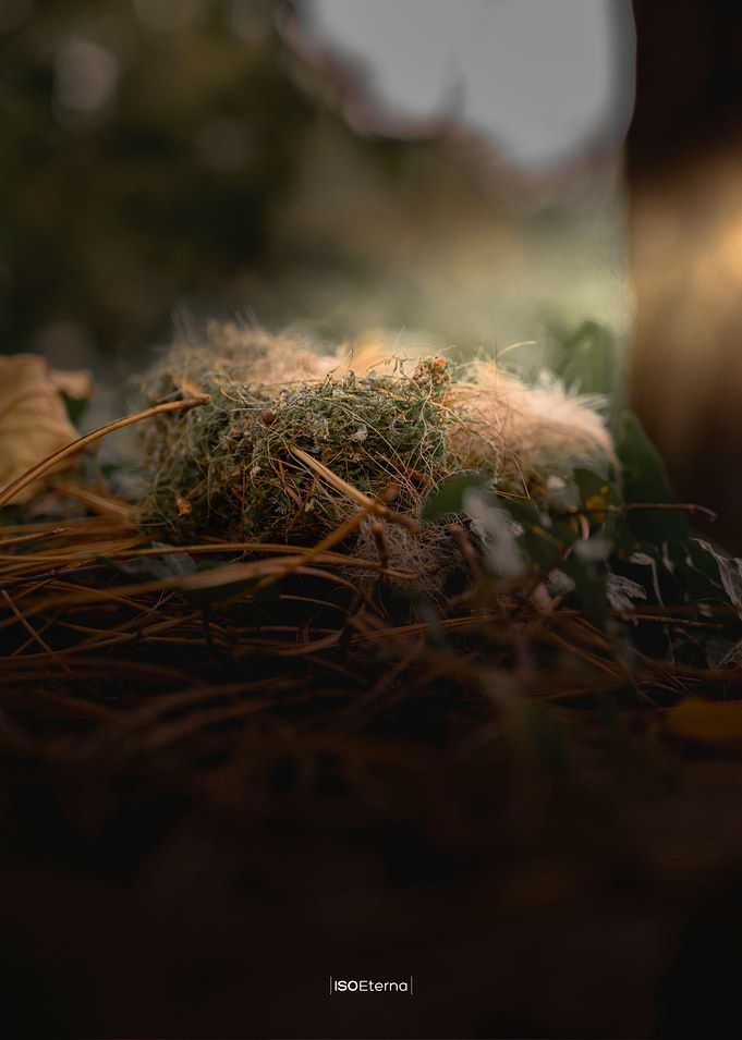 The Nest
