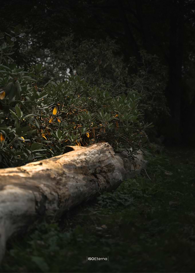 Fallen Log in Forest