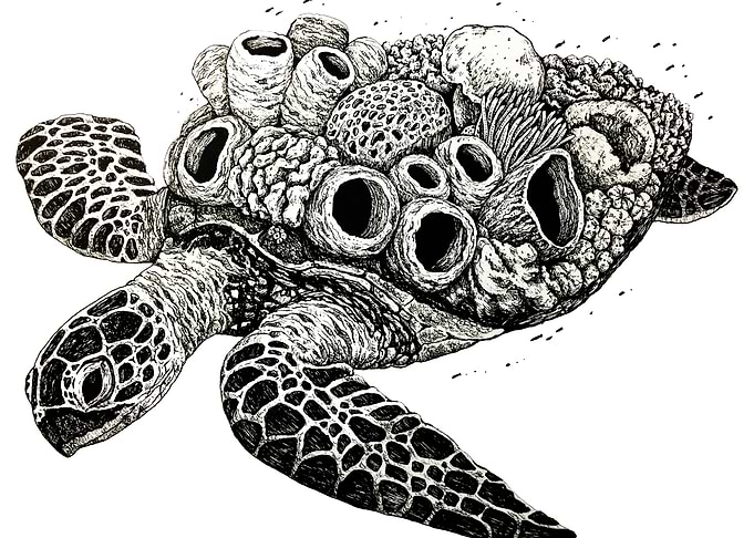 Sea Turtle with Coral
