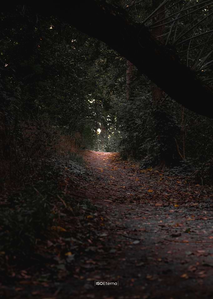 Magic Forest