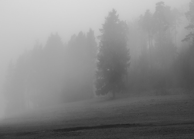 Foggy Forest Clearing in Black and White