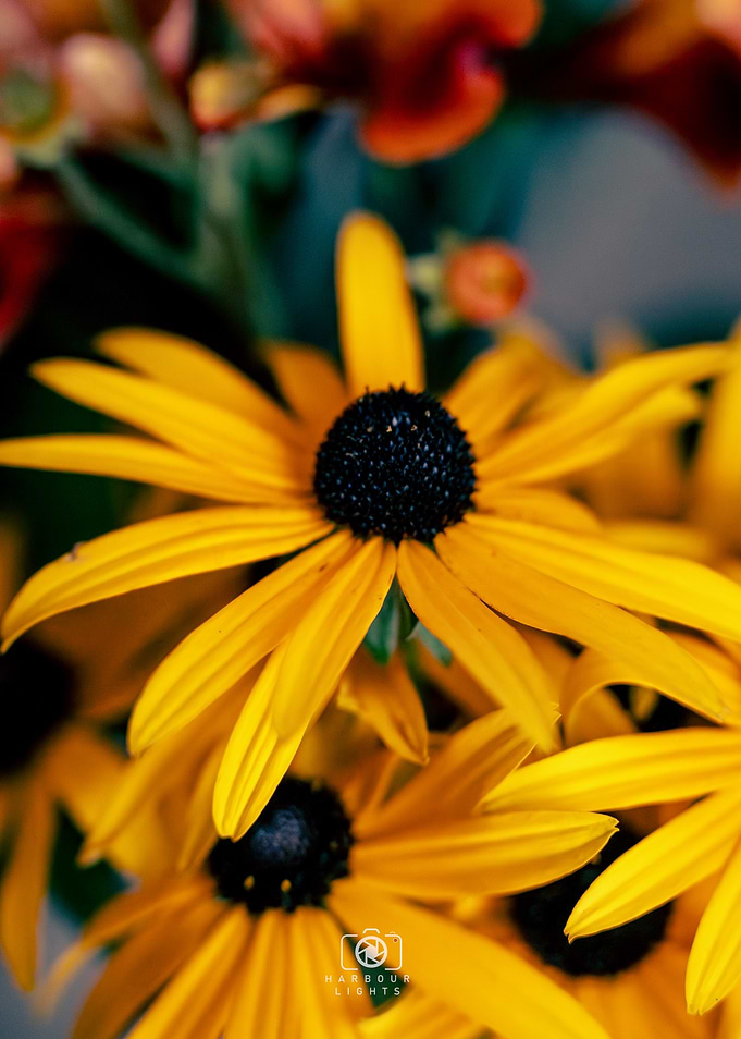 Yellow Flower Close-Up