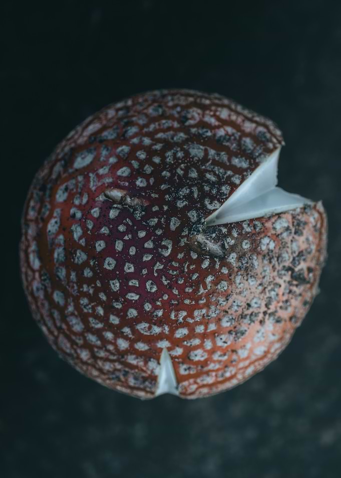 Red Mushroom Close-Up