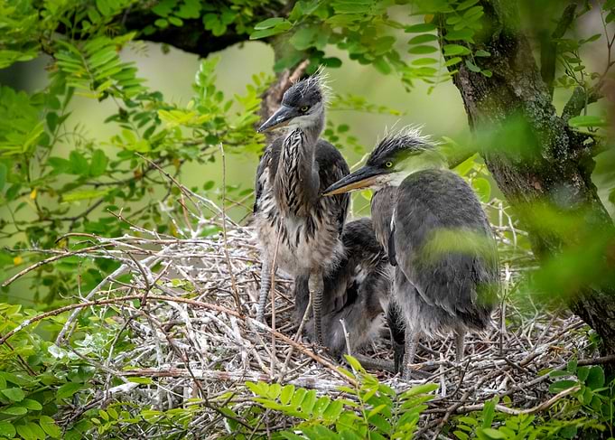 Grey Heron Chicks in Nest