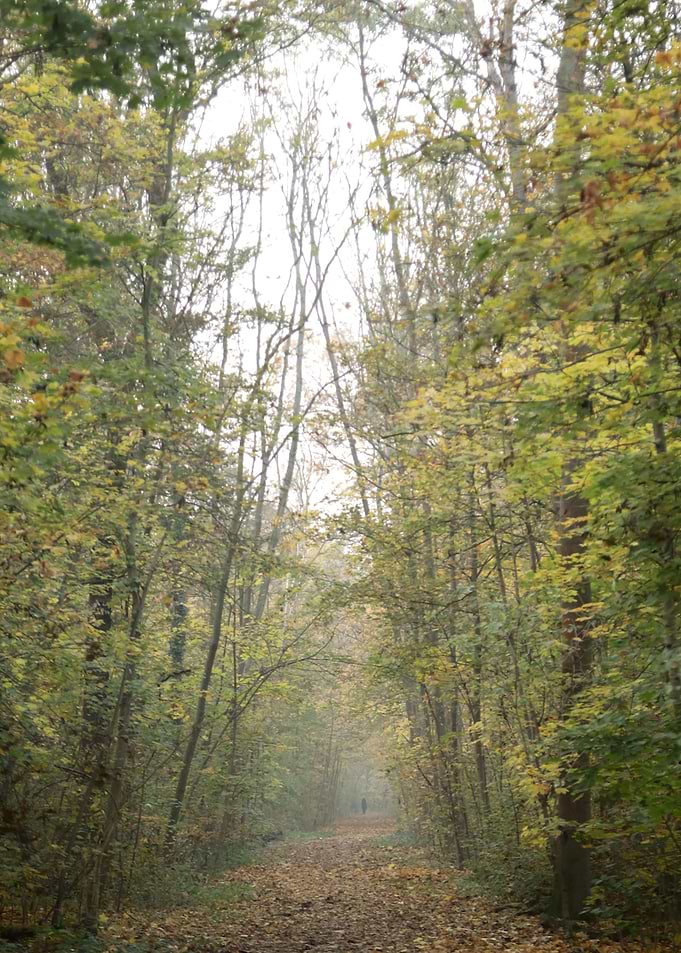 Forest Path in Autumn