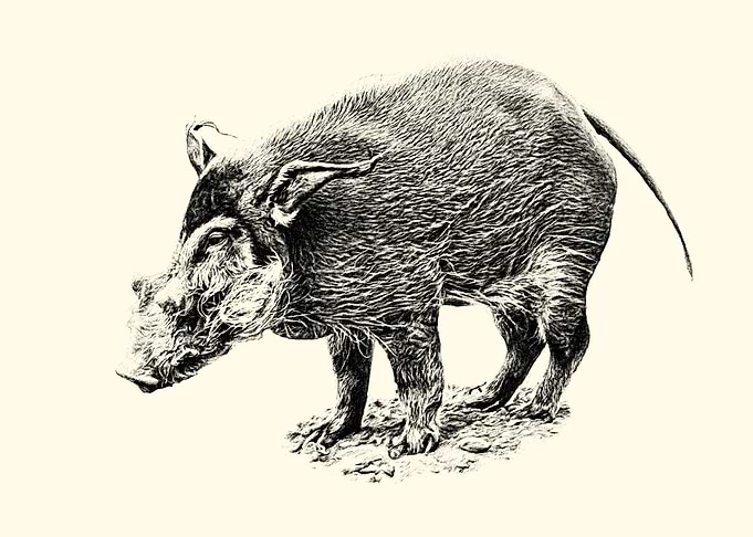 Black and White Pig Illustration