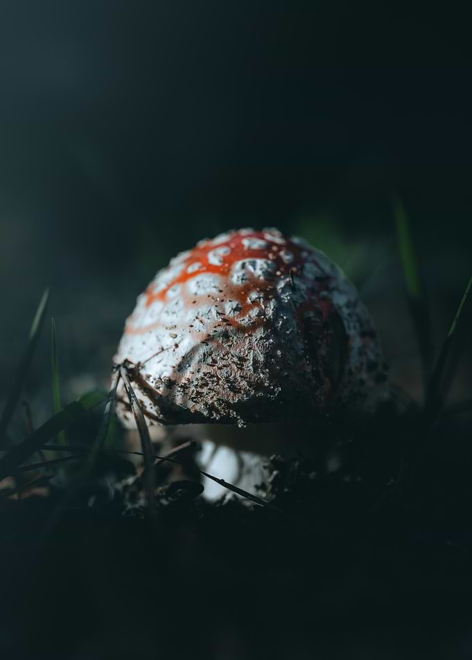 Red and White Mushroom