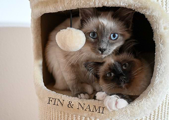 Two Cats in a Cat Tree