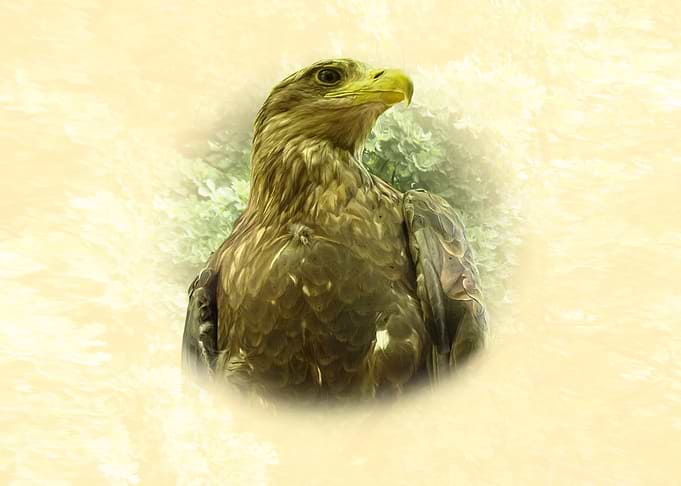 Eagle Portrait