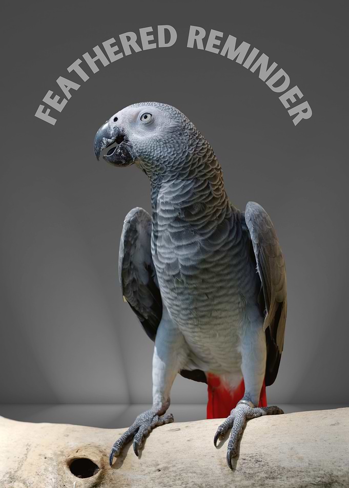 Feathered Reminder Parrot