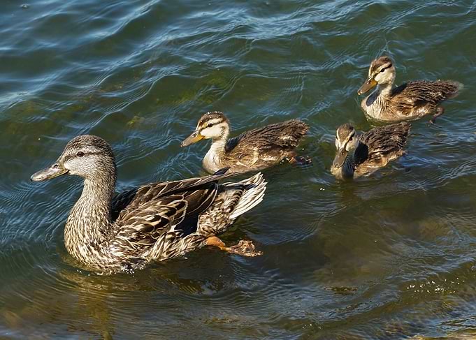 Duck Family Swimming