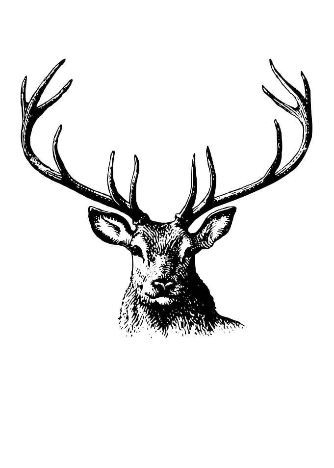 Black and White Deer Head